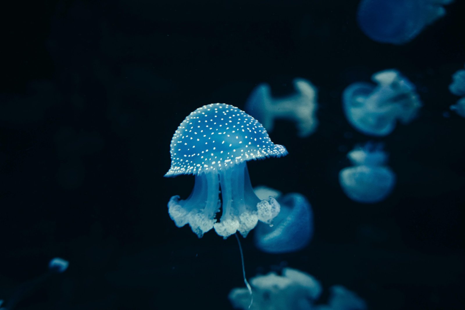 Marine biogeochemical cycles show alternative dynamic regimes