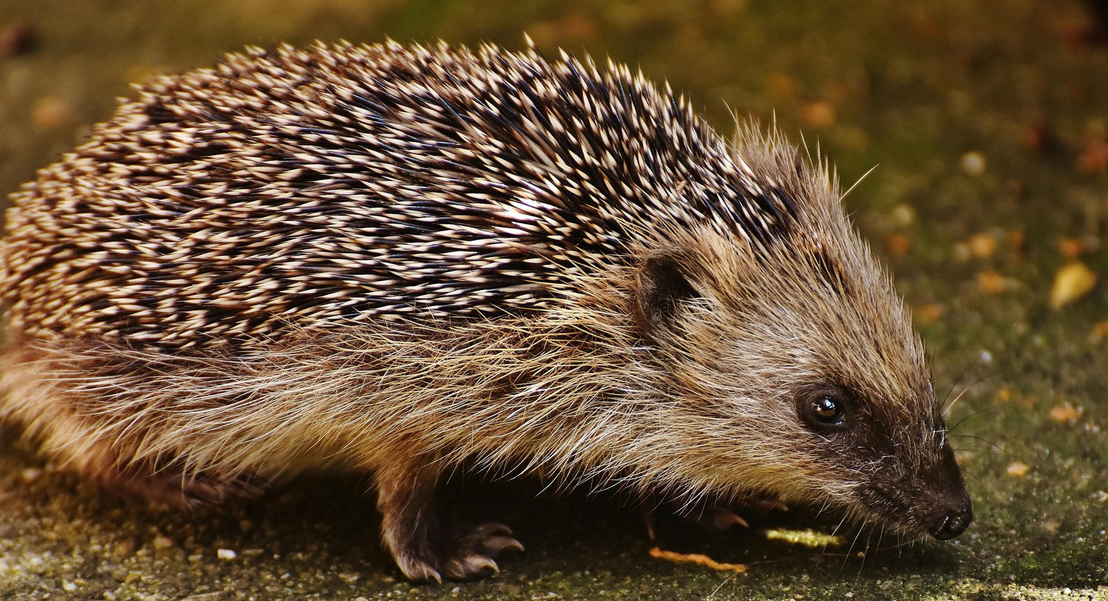 European hedgehogs hear a broad ultrasonic range