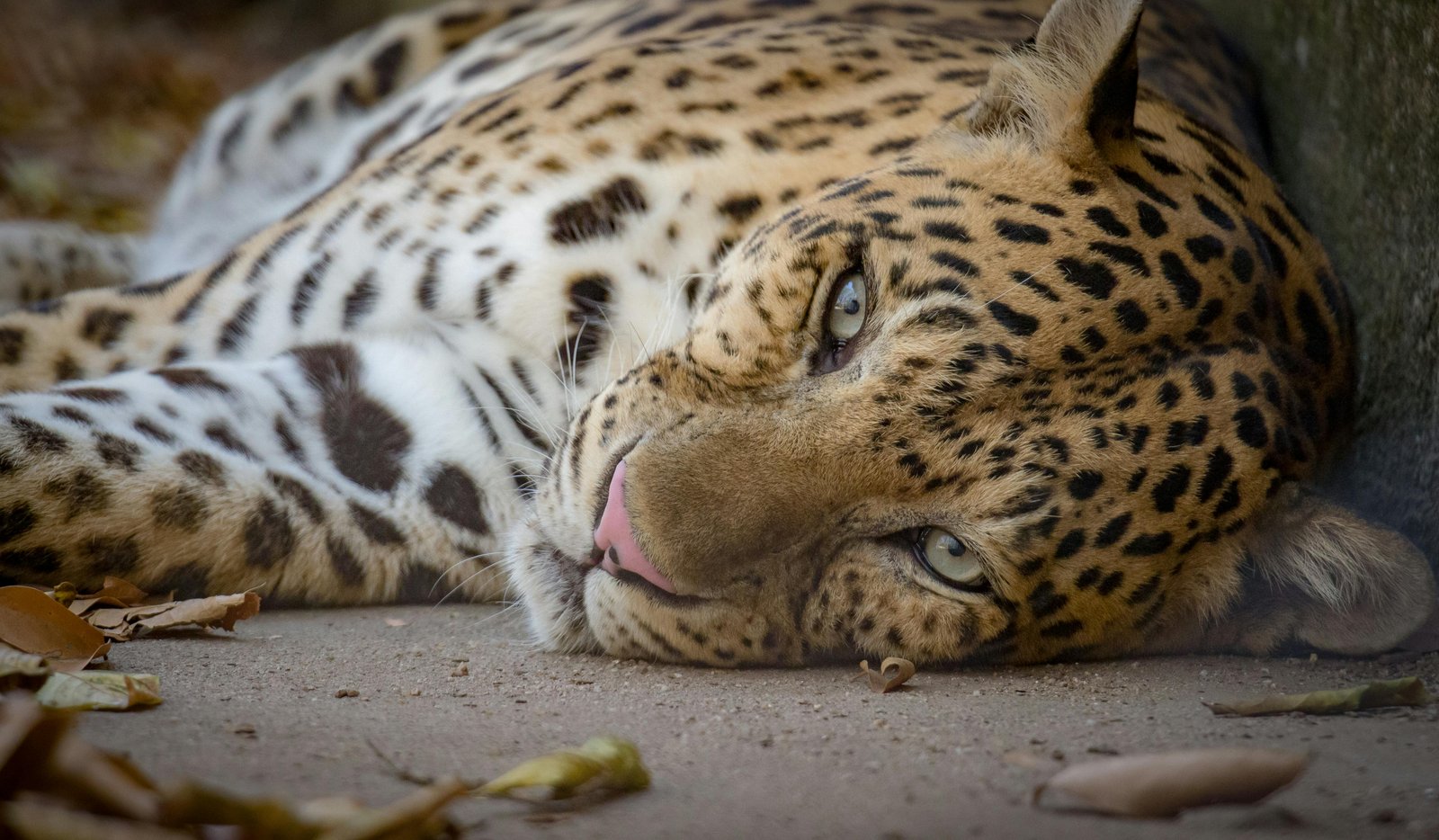 Panthers relied heavily on domestic livestock in winter and summer