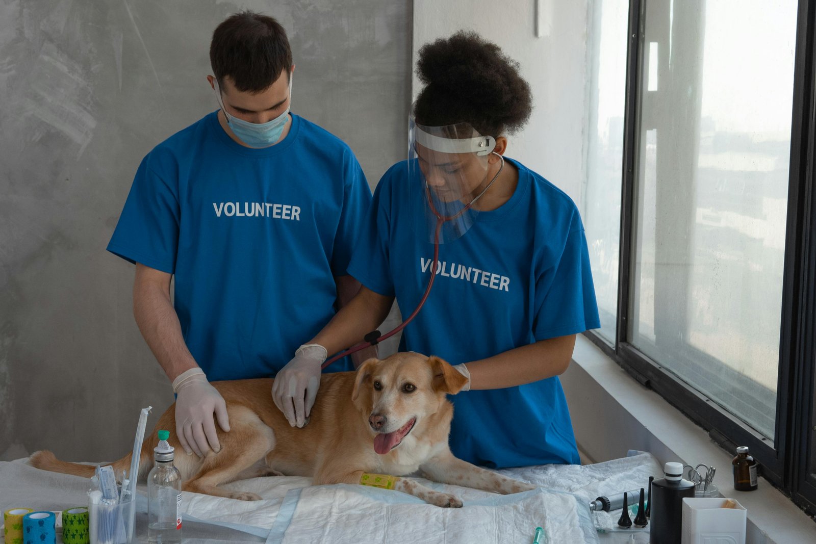 Topic modelling revealed known and potential canine disease phenotypes
