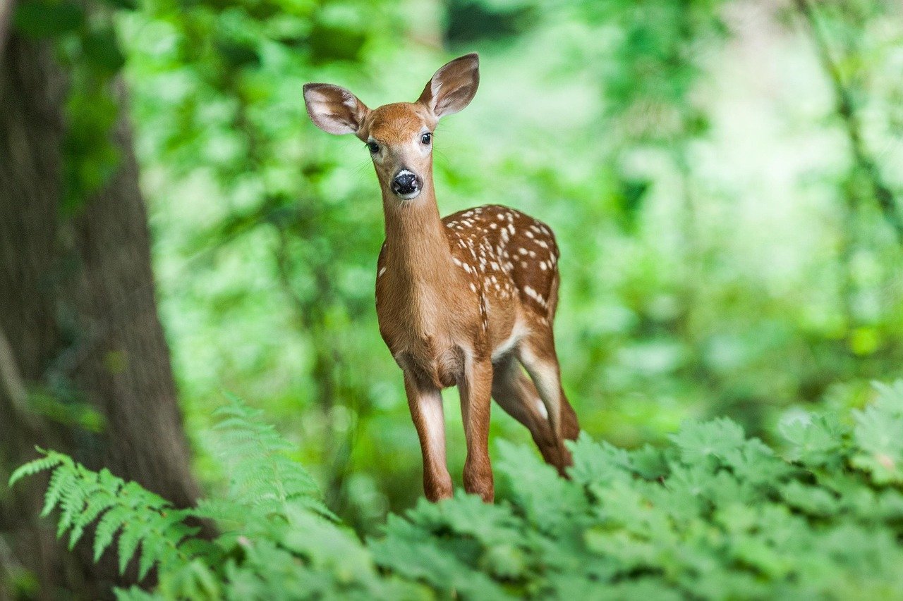 Muzzle biometrics identified harvested red deer with high accuracy