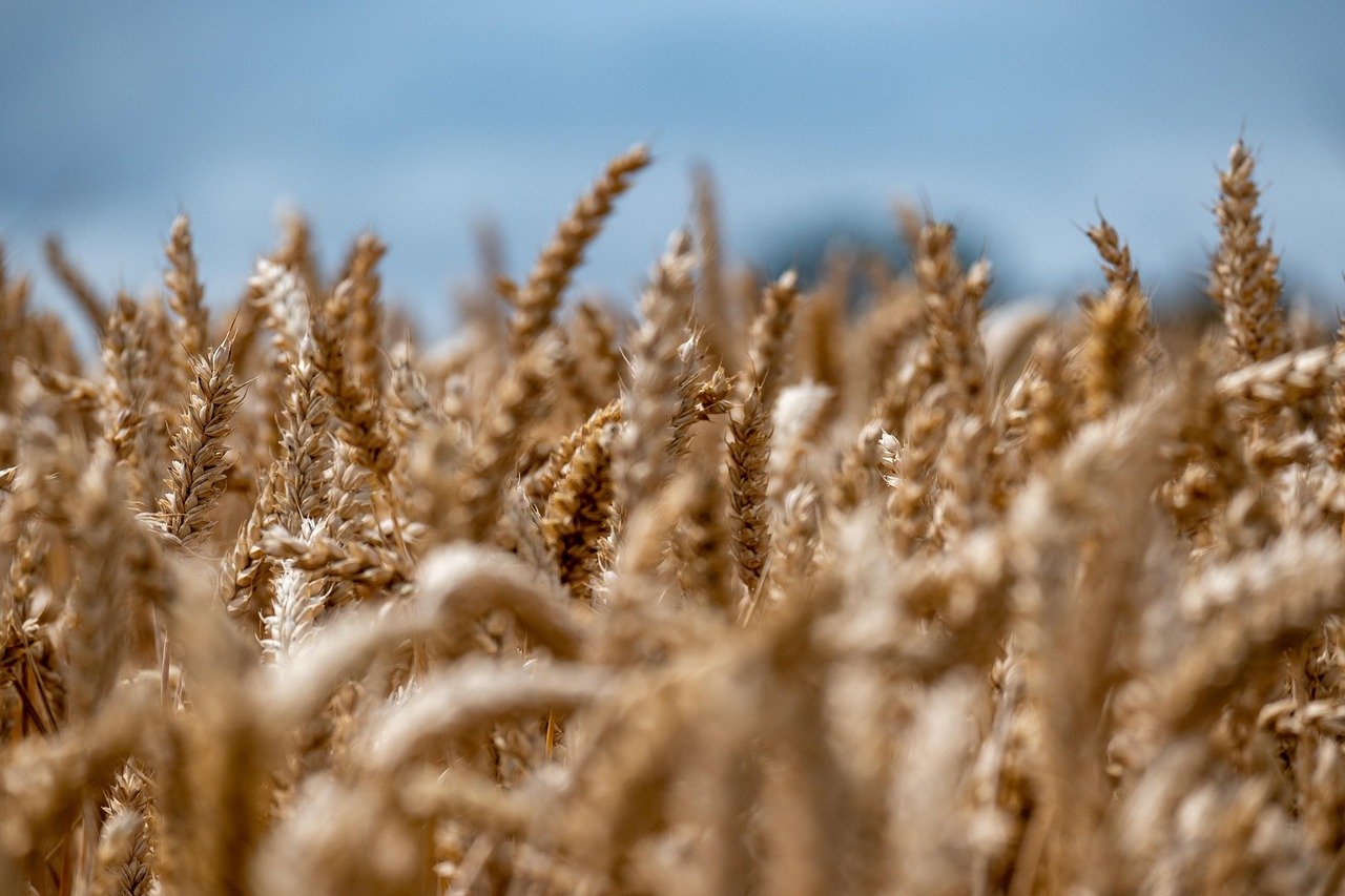 Durum wheat traits showed mixed additive and non-additive inheritance