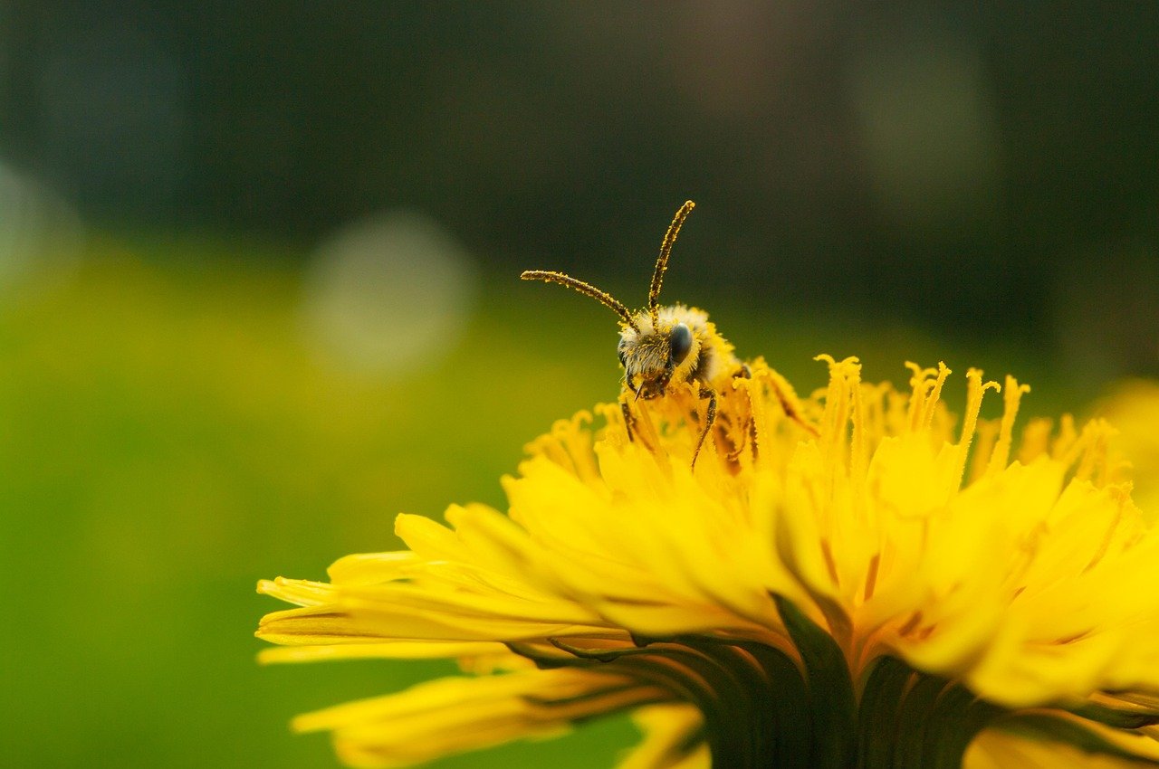 Study estimates global bee species richness at 24,705-26,164