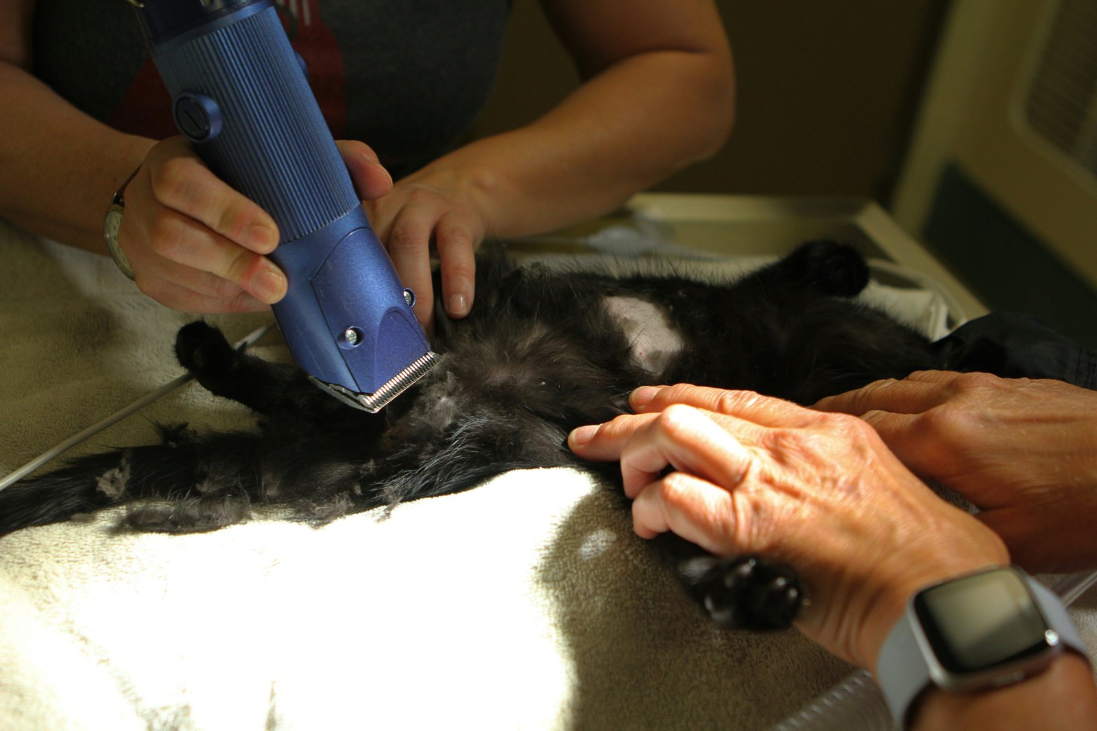 Meloxicam approval in cats is questioned over kidney risk and missing trial data