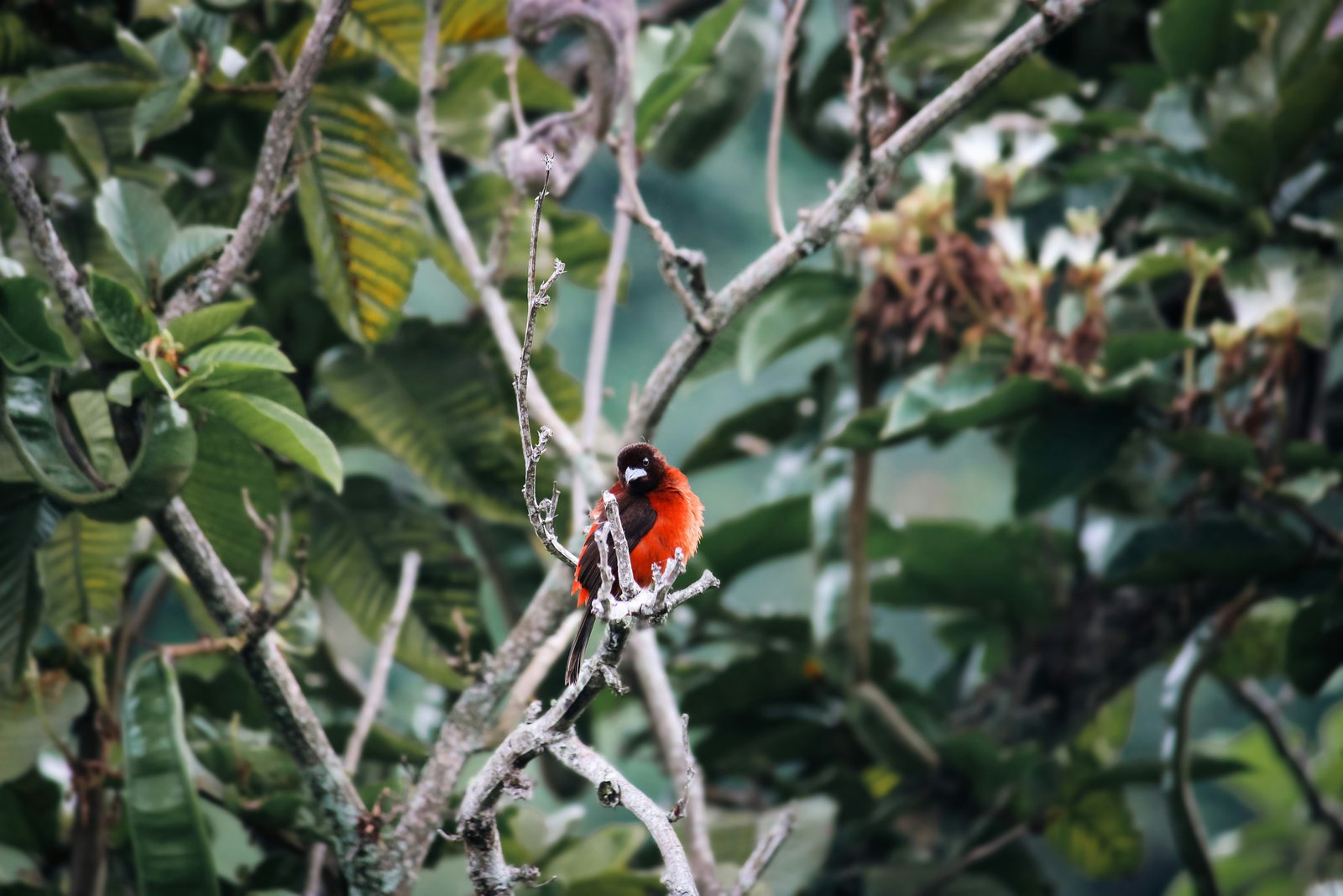 Fire and habitat loss altered bird dietary trait structure