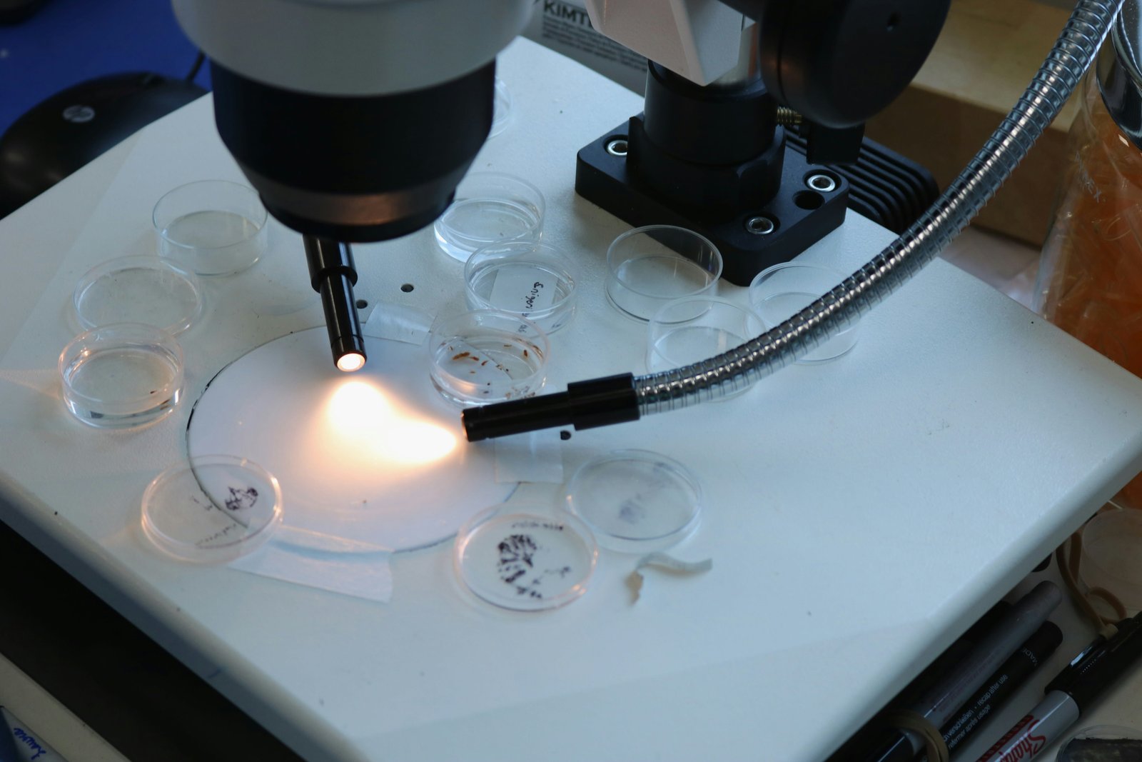 Polar ostracod mitogenomes show shared gene arrangement