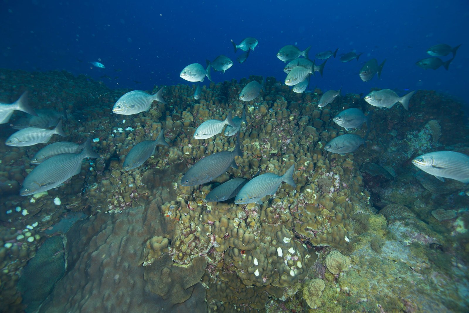 Polynesian reef soundscape dataset spans multiple depth zones
