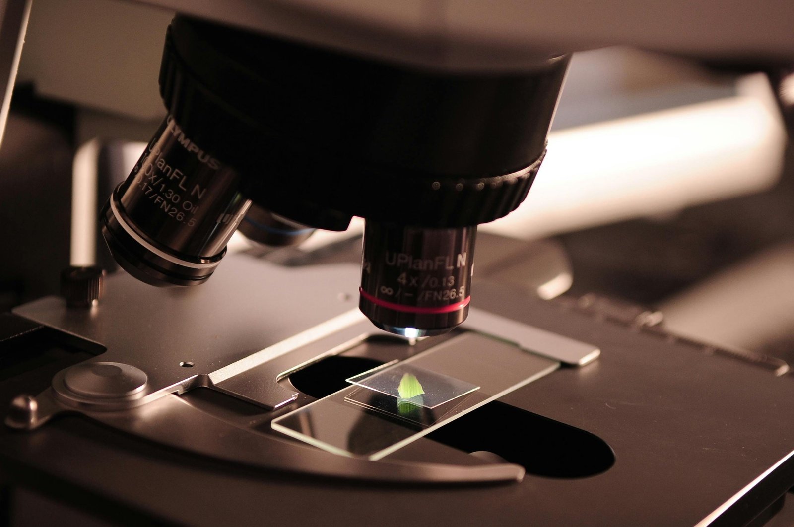 New diatom classification aligns groups with evolutionary history