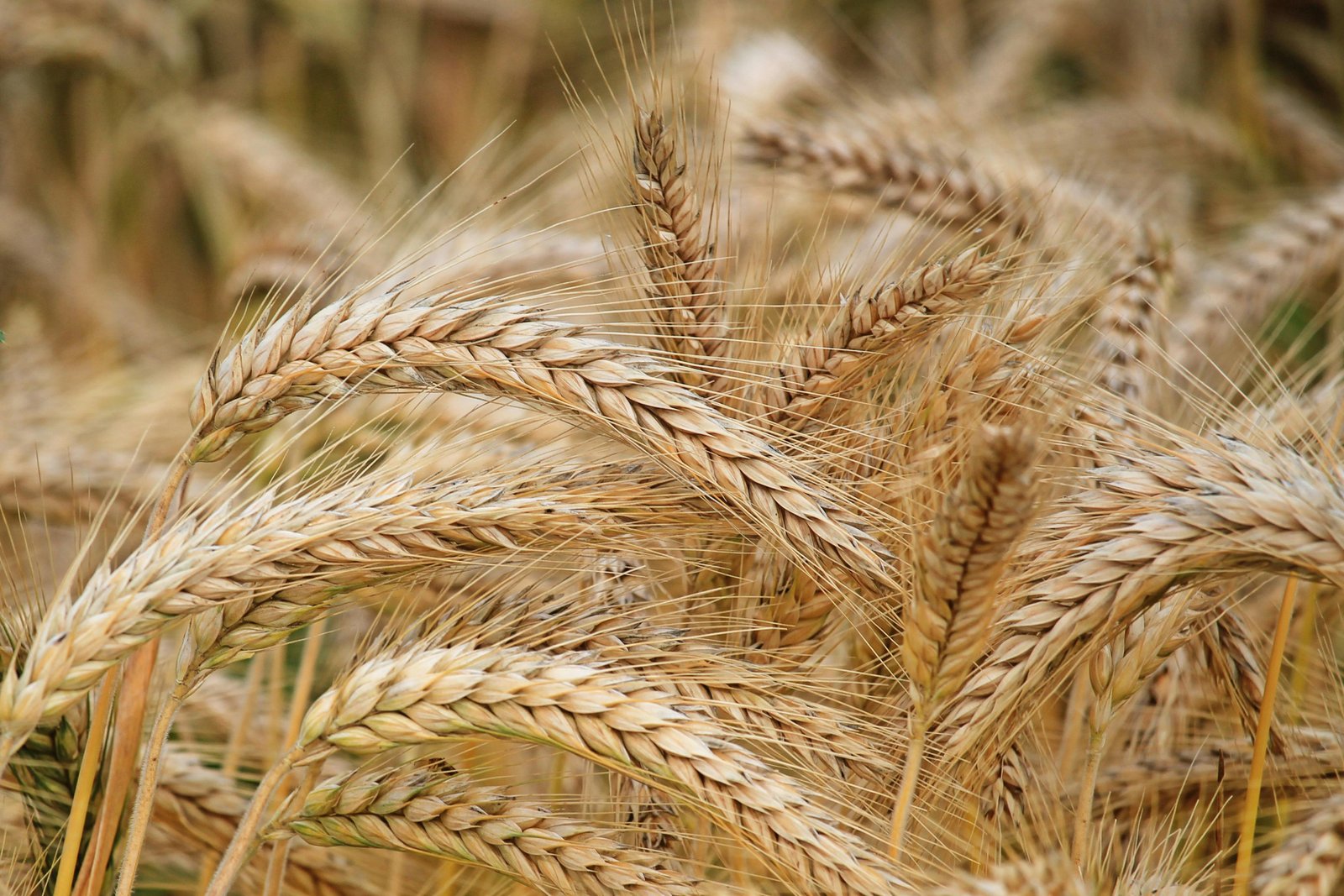 TiO2 foliar spray improved late-sown wheat yield and quality