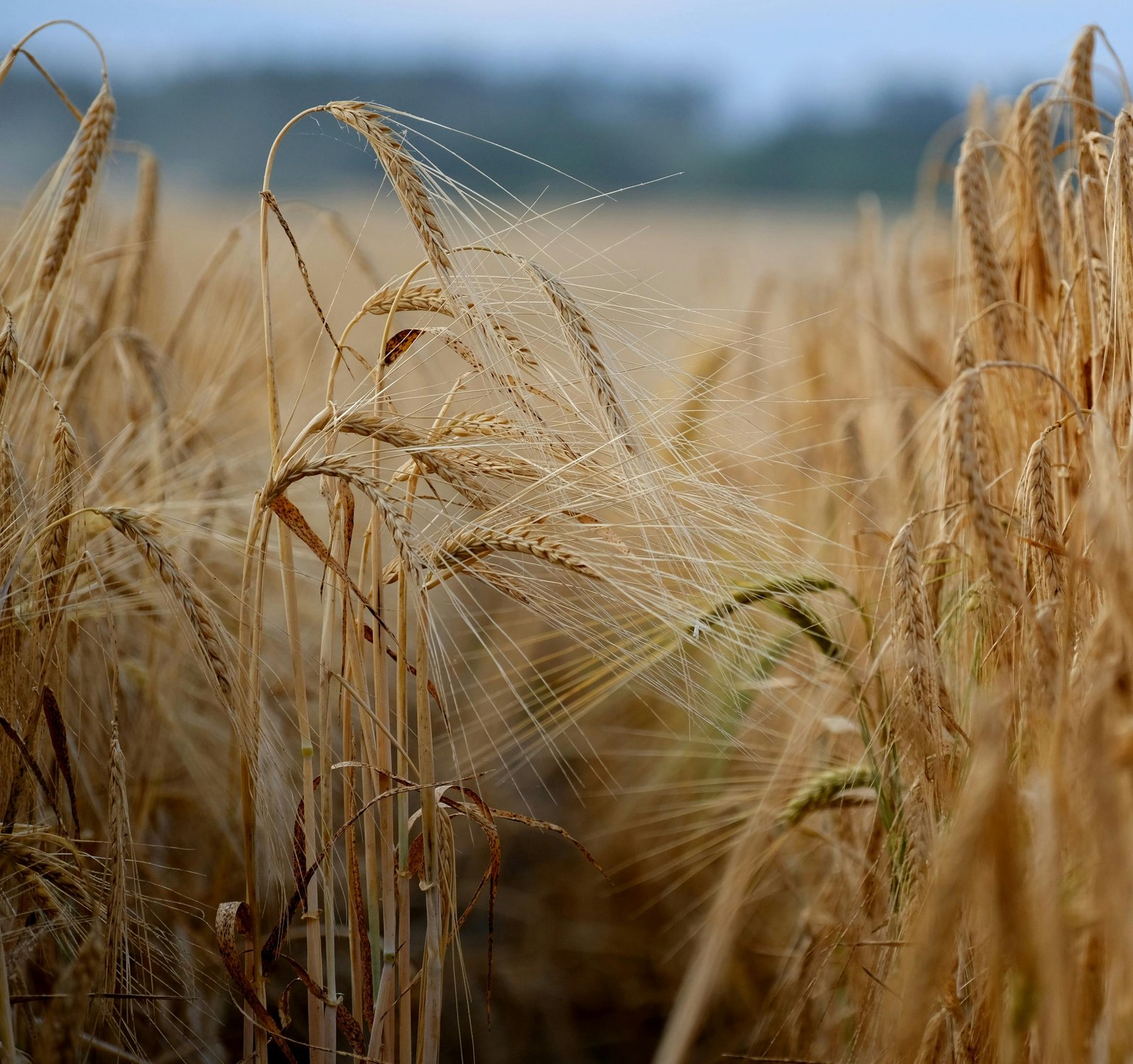 Nitrogen split ratio improved lodging resistance and yield in winter wheat