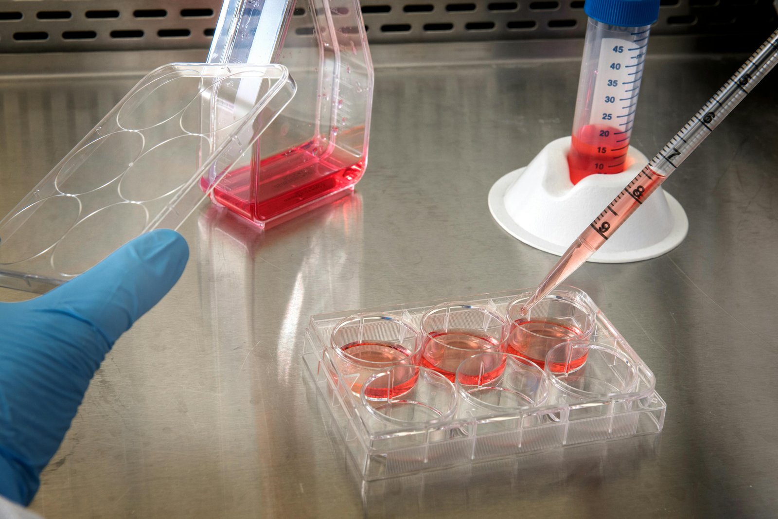 Phytochemical Characterization and Biological Assessment of Geranium robertianum L. Ethanolic Extract on Human Salivary Gland Carcinoma Cells