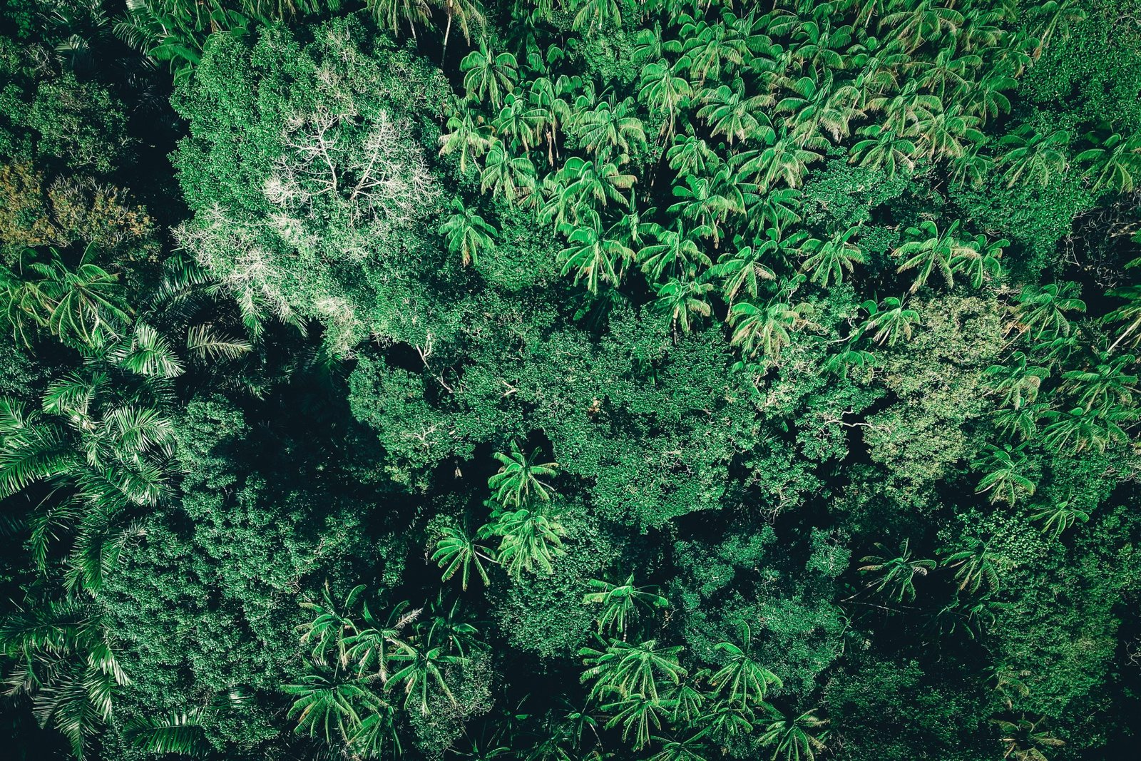 I Am a Tree: A Monologue on Tropical Ecotourism