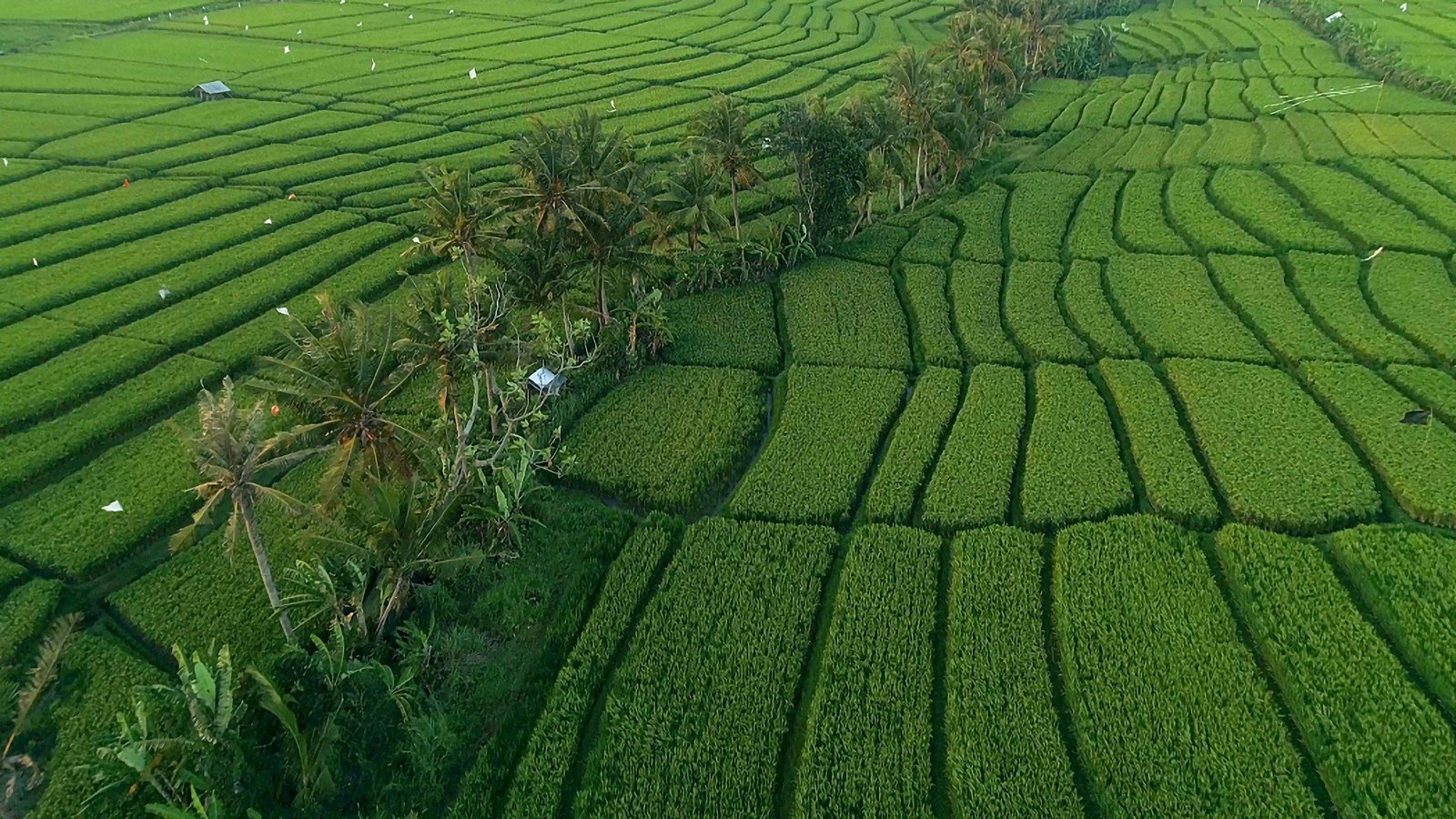 Cropland warming and cooling differ by time of day in tropical Africa