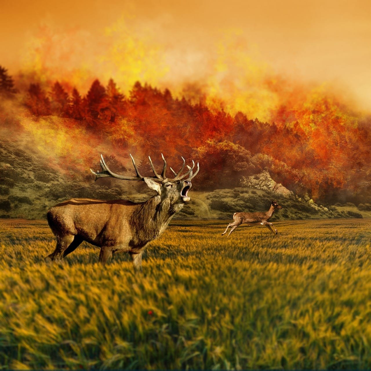 Emissions cuts affect wildfire risk differently across China