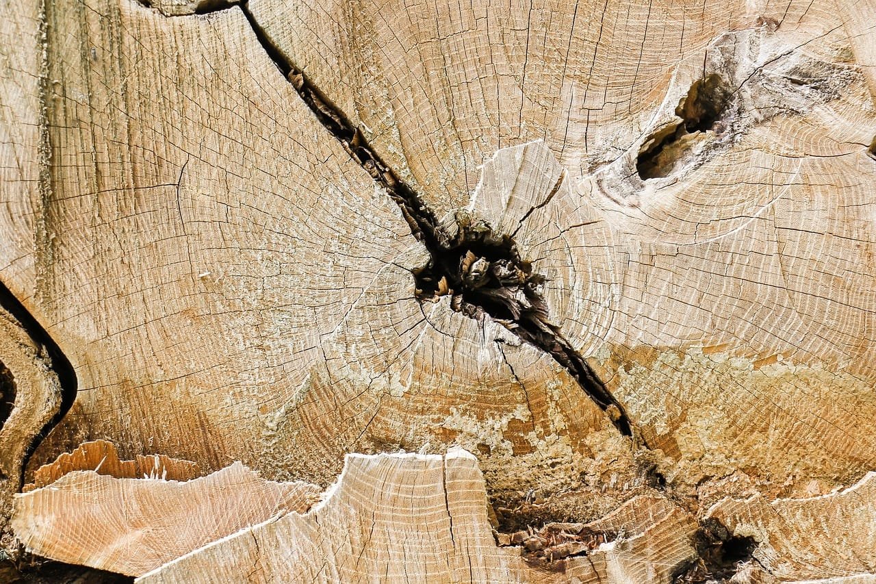 Tree-ring data matched long-term plantation growth patterns