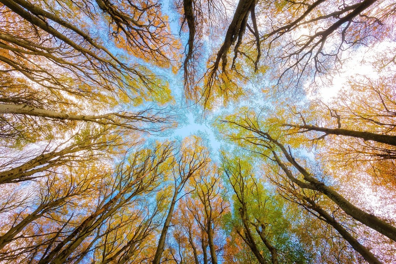 Geospatial foundation models improved tree species mapping accuracy