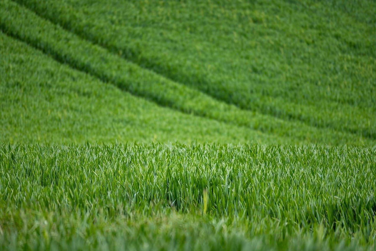 Biblical ecological framework for re-evaluating the Nigerian Land Use Act: An exegetical study of Leviticus 25 and Deuteronomy 15