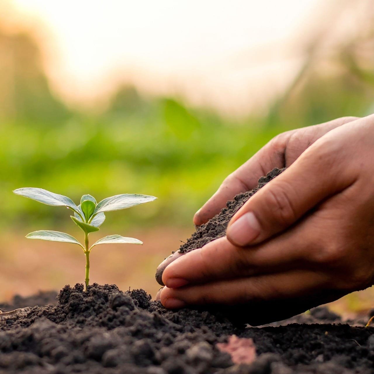 The article frames theology as a response to climate emergency