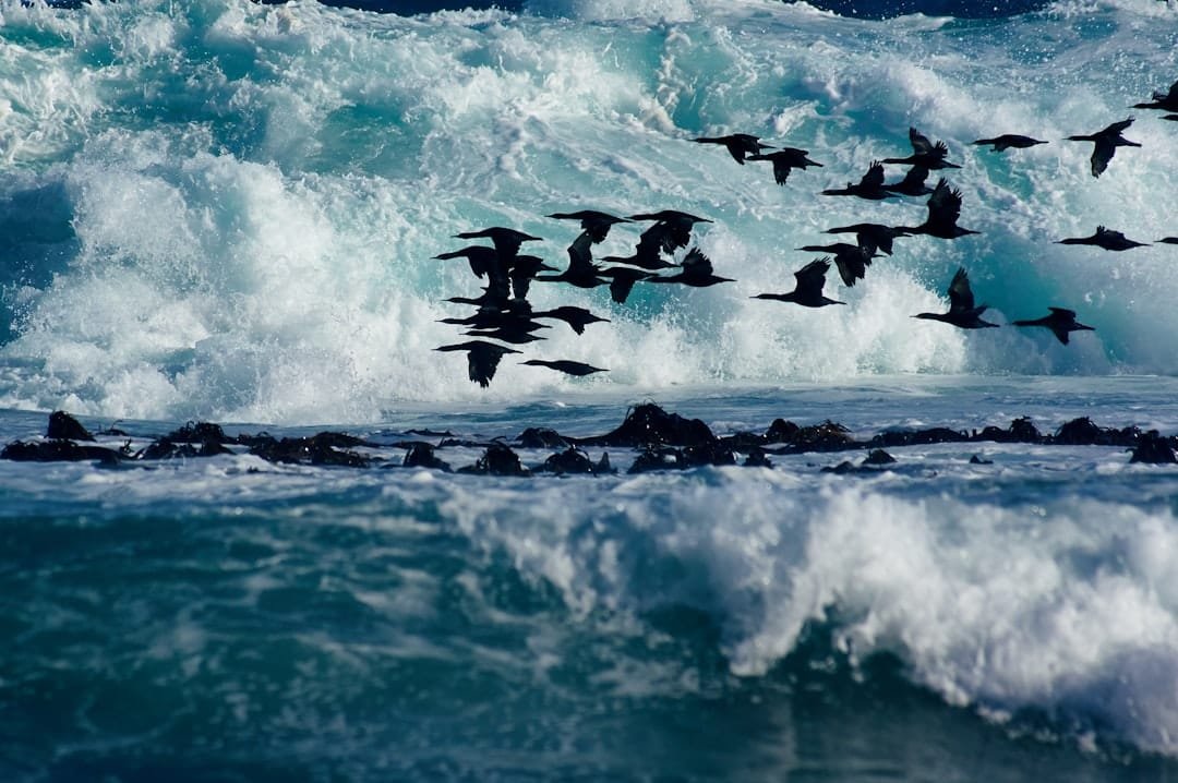 Marine heat wave caused large seabird mortality in eastern Australia
