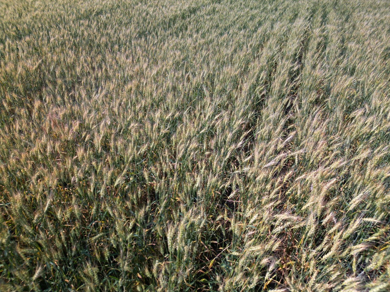 Wheat heat-tolerance traits map to many genomic loci