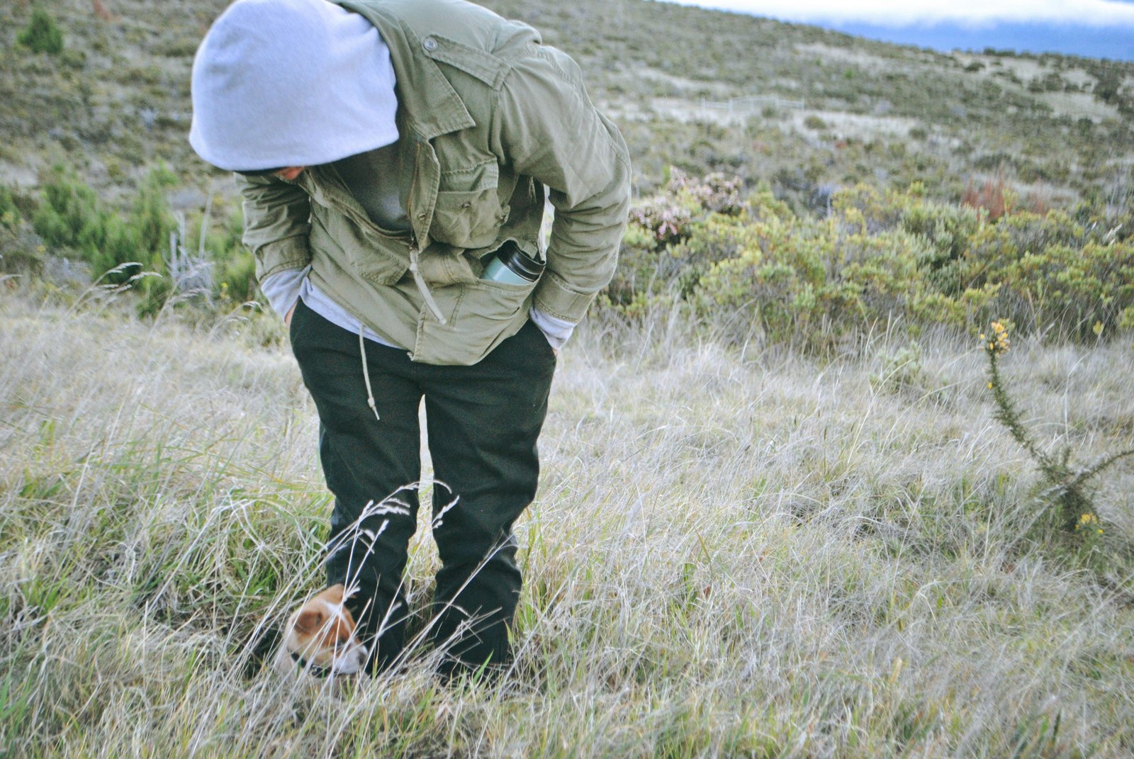Dog detection outperformed humans in avian carcass surveys