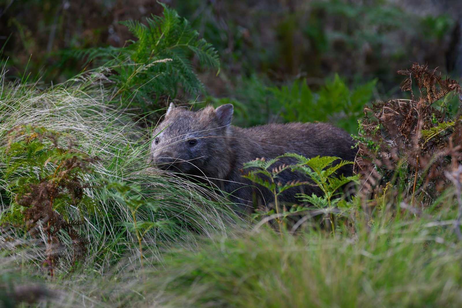 Long-nosed potoroo faces different conservation statuses across landscapes