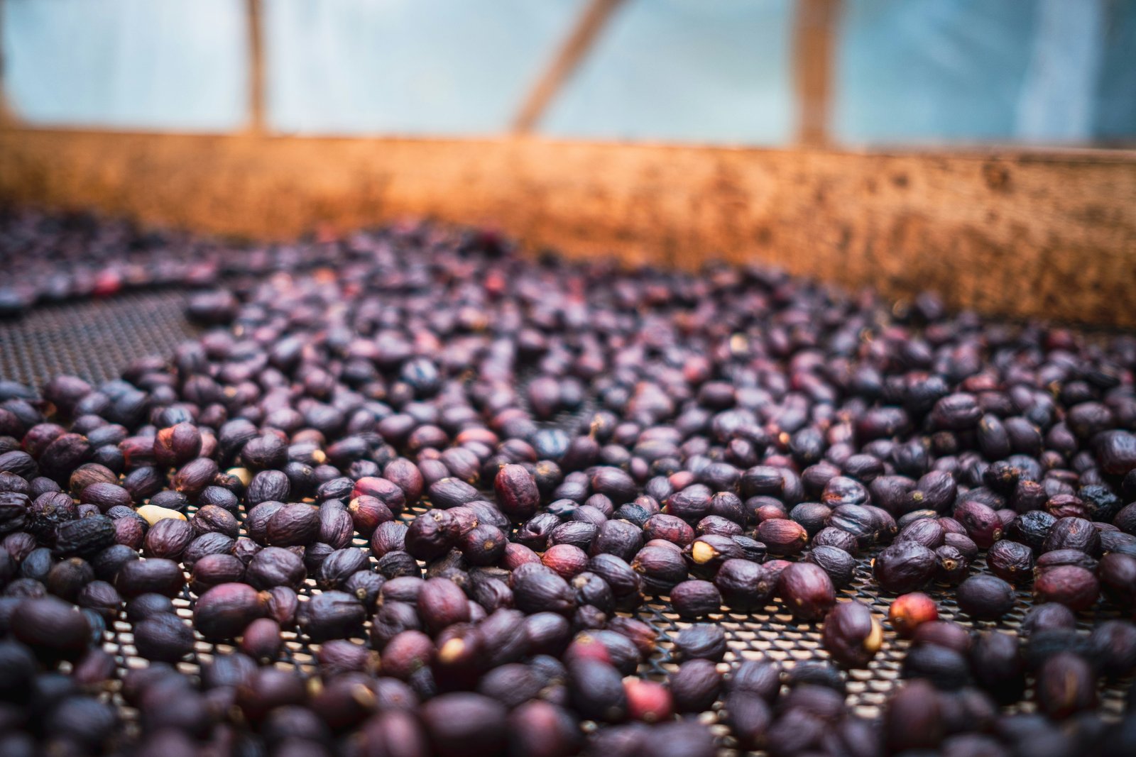 Solar dehydration preserved acai flour composition