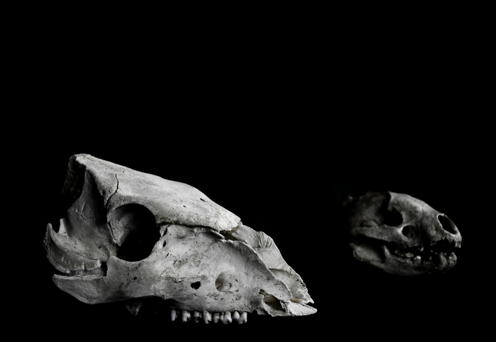 Early European dogs shared ancestry with later dogs worldwide