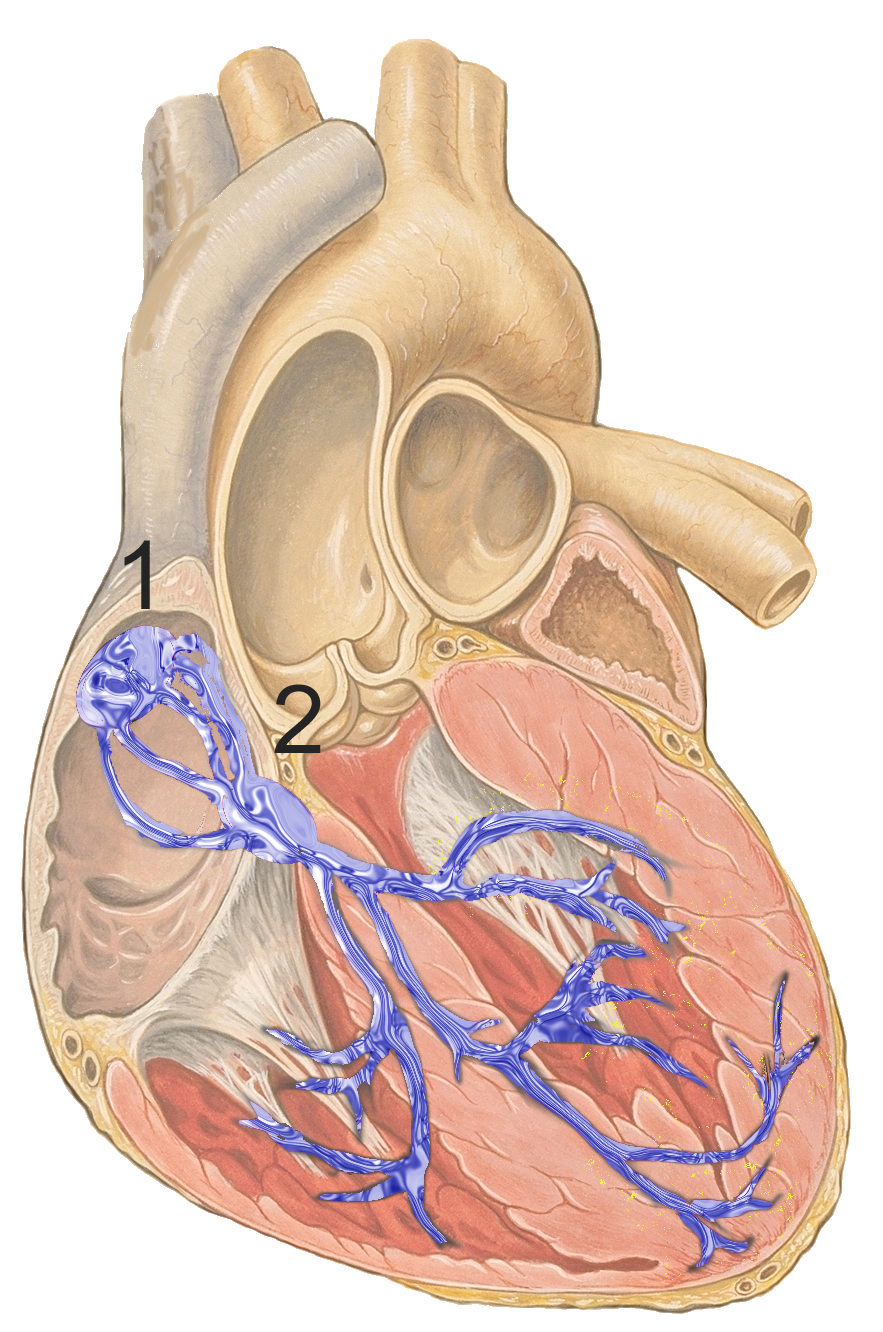 Review describes cardiac pacemaker regulation in health and disease