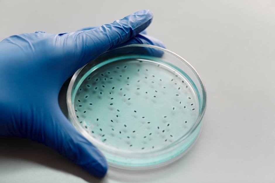 Review updates bacteriocin classification in Lactobacillaceae